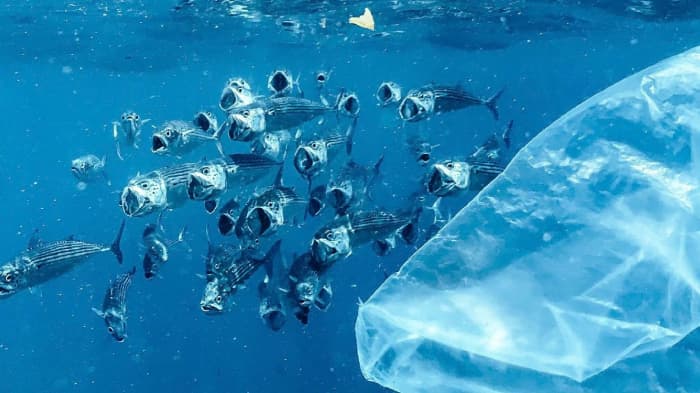 Princeton University