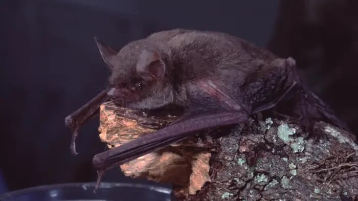 Princeton University