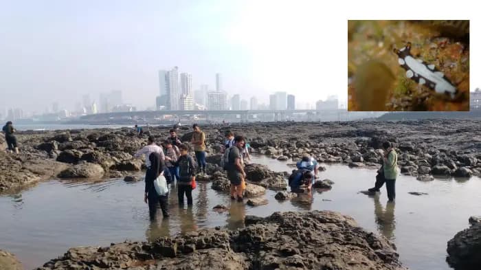 Intertidal Bioblitz 