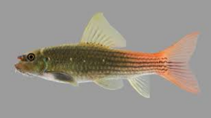 Scientists Discover New Miniature Freshwater Fish Species