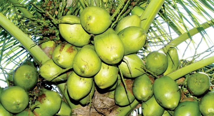 CPCRI Introduces New Varieties for Coconut and Cocoa Cultivation