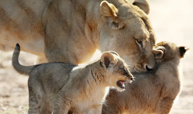 South Africa Halts Lion Breeding Amid Trophy Hunting Concerns: A Paradigm Shift in Wildlife Conservation