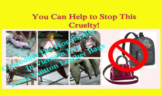 Crocodiles suffering for luxury leather bags in Vietnam
